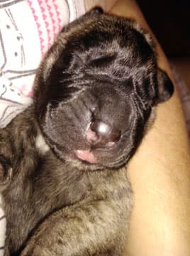 Patina Rebel Jan 2021 Pup 4 B Girl, photo 64