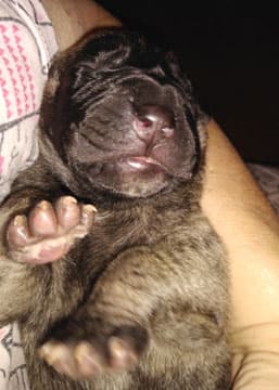 Patina Rebel Jan 2021 Pup 4 B Girl, photo 65