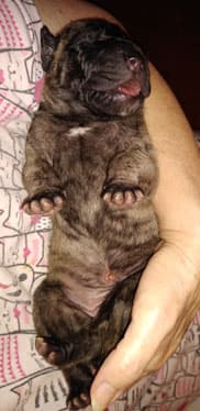 Patina Rebel Jan 2021 Pup 4 B Girl, photo 67