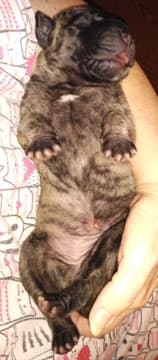 Patina Rebel Jan 2021 Pup 4 B Girl, photo 68