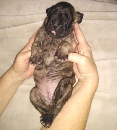Patina Rebel Jan 2021 Pup 4 B Girl, photo 59