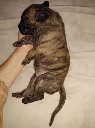 Patina Rebel Jan 2021 Pup 4 B Girl, photo 60