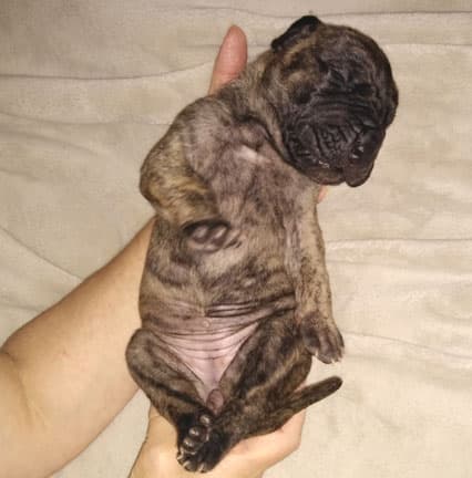 Patina Rebel Jan 2021 Pup 4 B Girl, photo 61