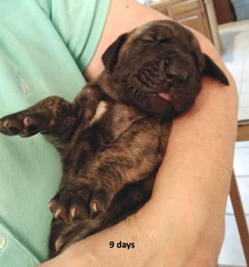 Patina Rebel Jan 2021 Pup 5 B Girl, photo 55