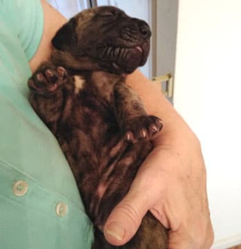 Patina Rebel Jan 2021 Pup 5 B Girl, photo 58