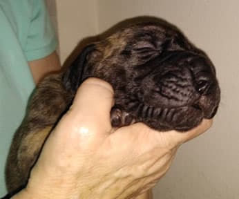 Patina Rebel Jan 2021 Pup 5 B Girl, photo 60