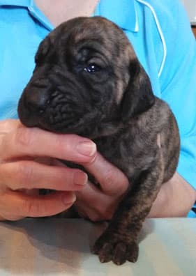Patina Rebel Jan 2021 Pup 5 B Girl, photo 53