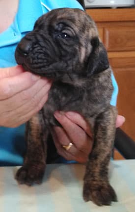 Patina Rebel Jan 2021 Pup 5 B Girl, photo 44