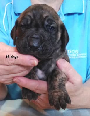 Patina Rebel Jan 2021 Pup 5 B Girl, photo 47