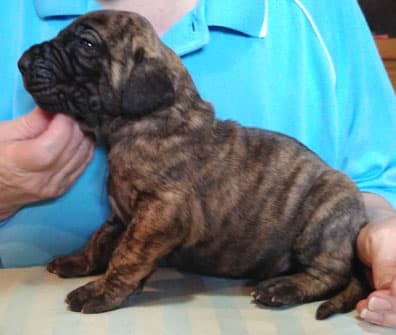 Patina Rebel Jan 2021 Pup 5 B Girl, photo 48