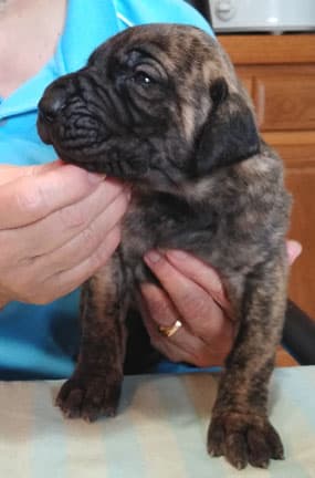 Patina Rebel Jan 2021 Pup 5 B Girl, photo 49
