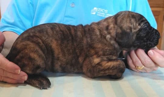 Patina Rebel Jan 2021 Pup 5 B Girl, photo 50