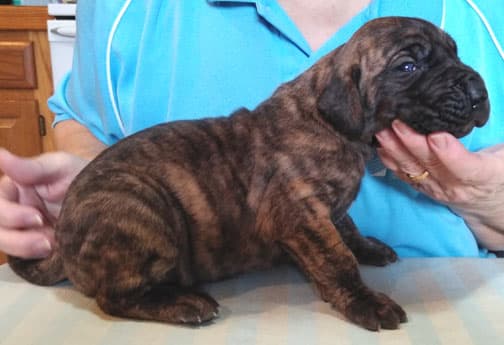 Patina Rebel Jan 2021 Pup 5 B Girl, photo 52