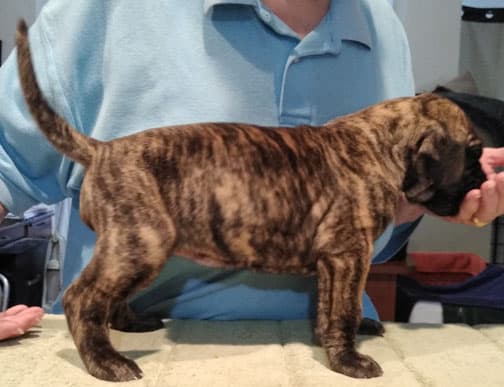 Patina Rebel Jan 2021 Pup 5 B Girl, photo 42
