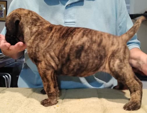 Patina Rebel Jan 2021 Pup 5 B Girl, photo 45