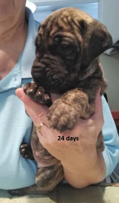 Patina Rebel Jan 2021 Pup 5 B Girl, photo 37