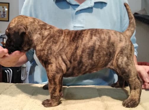Patina Rebel Jan 2021 Pup 5 B Girl, photo 38