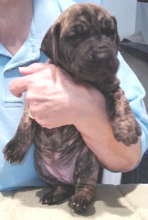 Patina Rebel Jan 2021 Pup 5 B Girl, photo 39