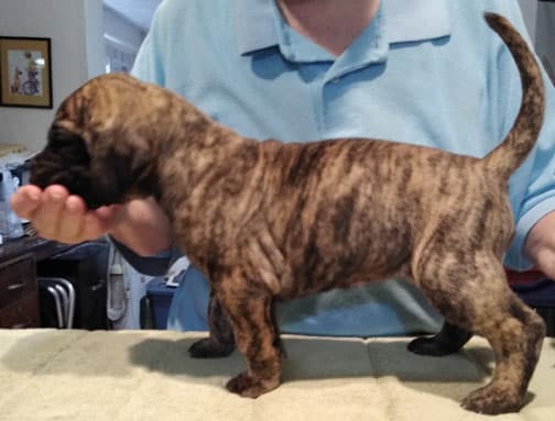 Patina Rebel Jan 2021 Pup 5 B Girl, photo 40