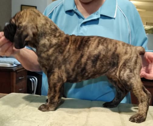 Patina Rebel Jan 2021 Pup 5 B Girl, photo 34