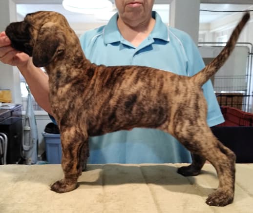 Patina Rebel Jan 2021 Pup 5 B Girl, photo 24