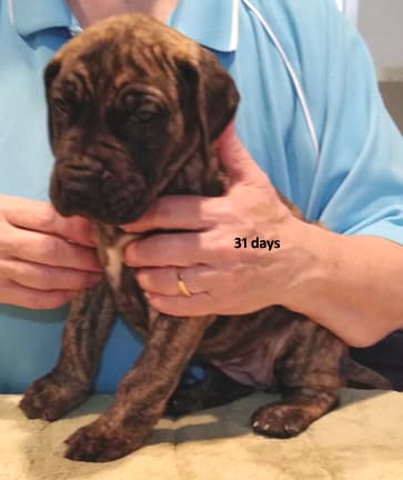 Patina Rebel Jan 2021 Pup 5 B Girl, photo 27