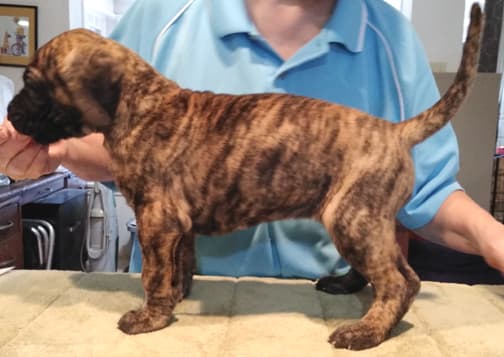 Patina Rebel Jan 2021 Pup 5 B Girl, photo 28