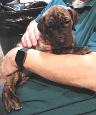 Patina Rebel Jan 2021 Pup 5 B Girl, photo 29