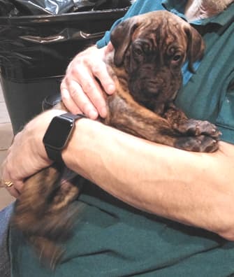 Patina Rebel Jan 2021 Pup 5 B Girl, photo 33