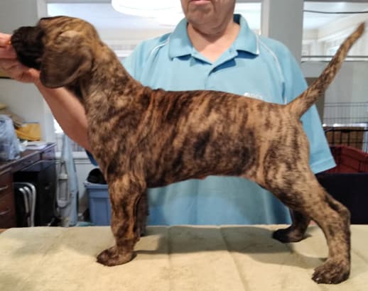 Patina Rebel Jan 2021 Pup 5 B Girl, photo 23