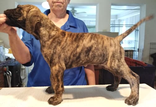 Patina Rebel Jan 2021 Pup 5 B Girl, photo 13
