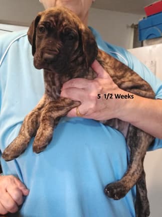 Patina Rebel Jan 2021 Pup 5 B Girl, photo 16
