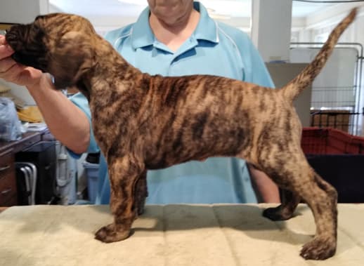 Patina Rebel Jan 2021 Pup 5 B Girl, photo 17