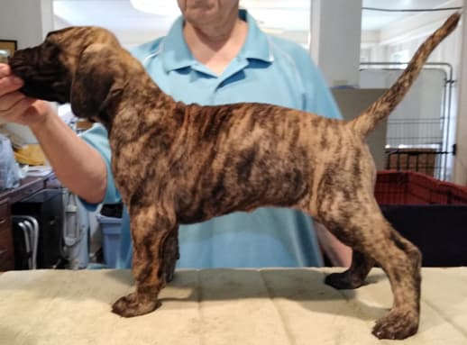 Patina Rebel Jan 2021 Pup 5 B Girl, photo 18