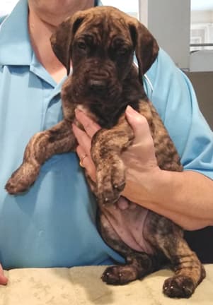 Patina Rebel Jan 2021 Pup 5 B Girl, photo 19