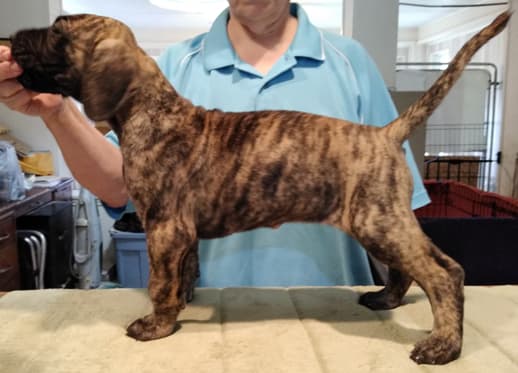 Patina Rebel Jan 2021 Pup 5 B Girl, photo 20