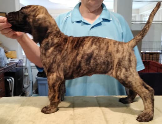 Patina Rebel Jan 2021 Pup 5 B Girl, photo 21