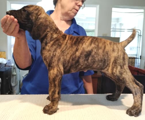 Patina Rebel Jan 2021 Pup 5 B Girl, photo 11