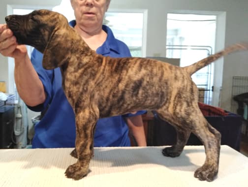 Patina Rebel Jan 2021 Pup 5 B Girl, photo 12