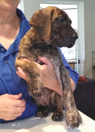 Patina Rebel Jan 2021 Pup 5 B Girl, photo 6