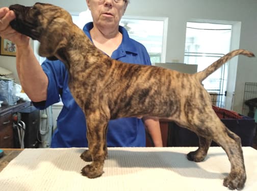 Patina Rebel Jan 2021 Pup 5 B Girl, photo 7