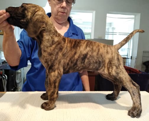 Patina Rebel Jan 2021 Pup 5 B Girl, photo 8