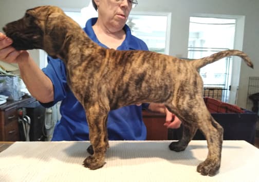 Patina Rebel Jan 2021 Pup 5 B Girl, photo 9