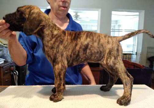 Patina Rebel Jan 2021 Pup 5 B Girl, photo 10