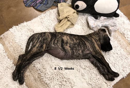 Patina Rebel Jan 2021 Pup 5 B Girl, photo 1