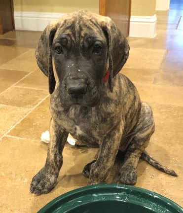 Patina Rebel Jan 2021 Pup 5 B Girl, photo 2