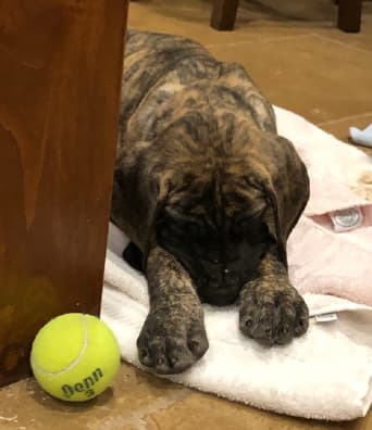 Patina Rebel Jan 2021 Pup 5 B Girl, photo 3