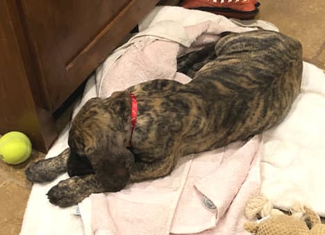 Patina Rebel Jan 2021 Pup 5 B Girl, photo 4