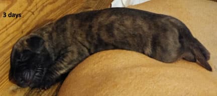 Patina Rebel Jan 2021 Pup 5 B Girl, photo 67