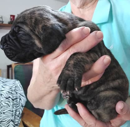 Patina Rebel Jan 2021 Pup 5 B Girl, photo 64